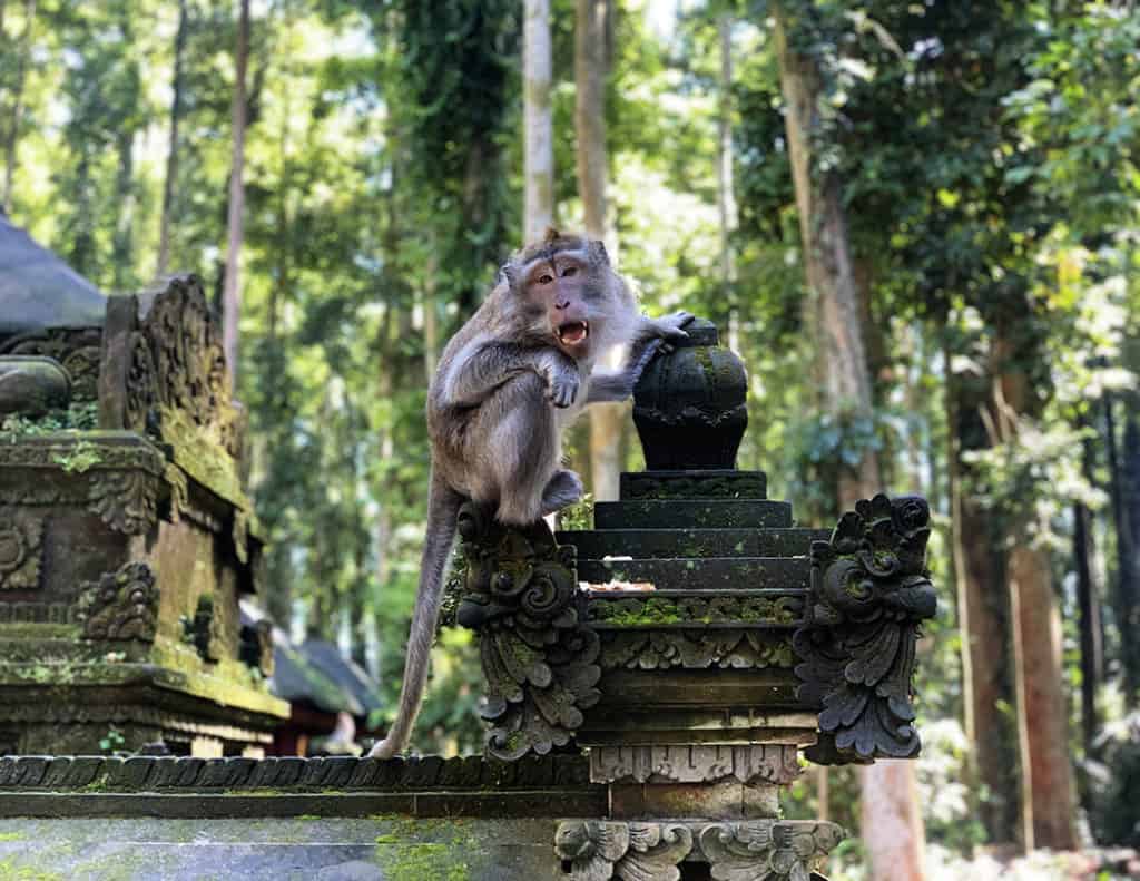 Monkey at Sangeh Monkey Forest in Bali