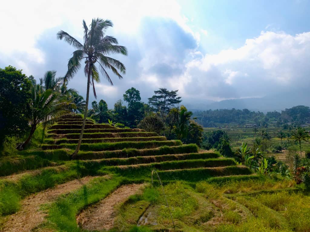 Jatiluwih Bali Rice Fields in Bali