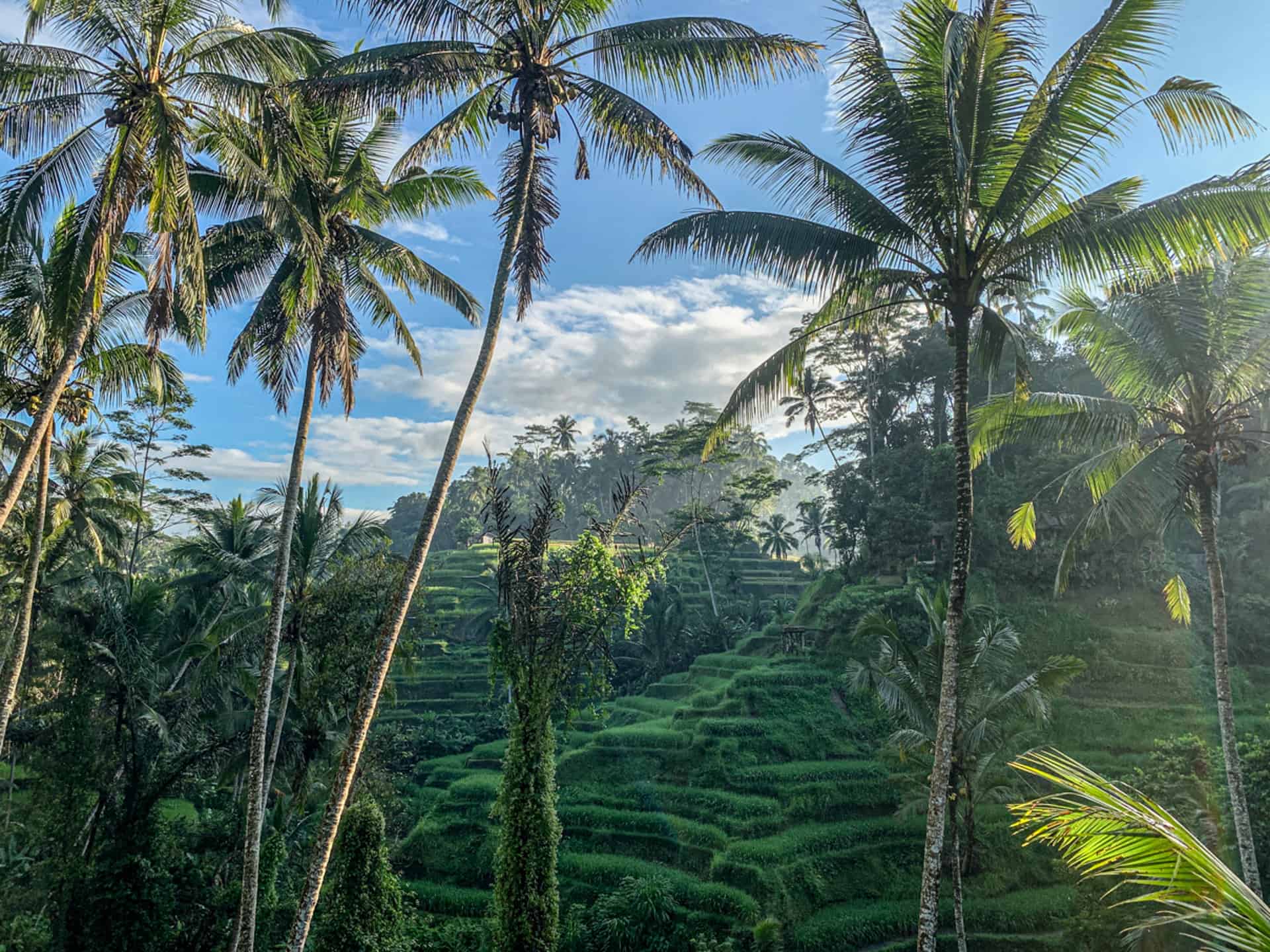 Tegalalang Rice Terrace early in the morning with palm trees in the foreground. Ubud,Bali,Indonesia