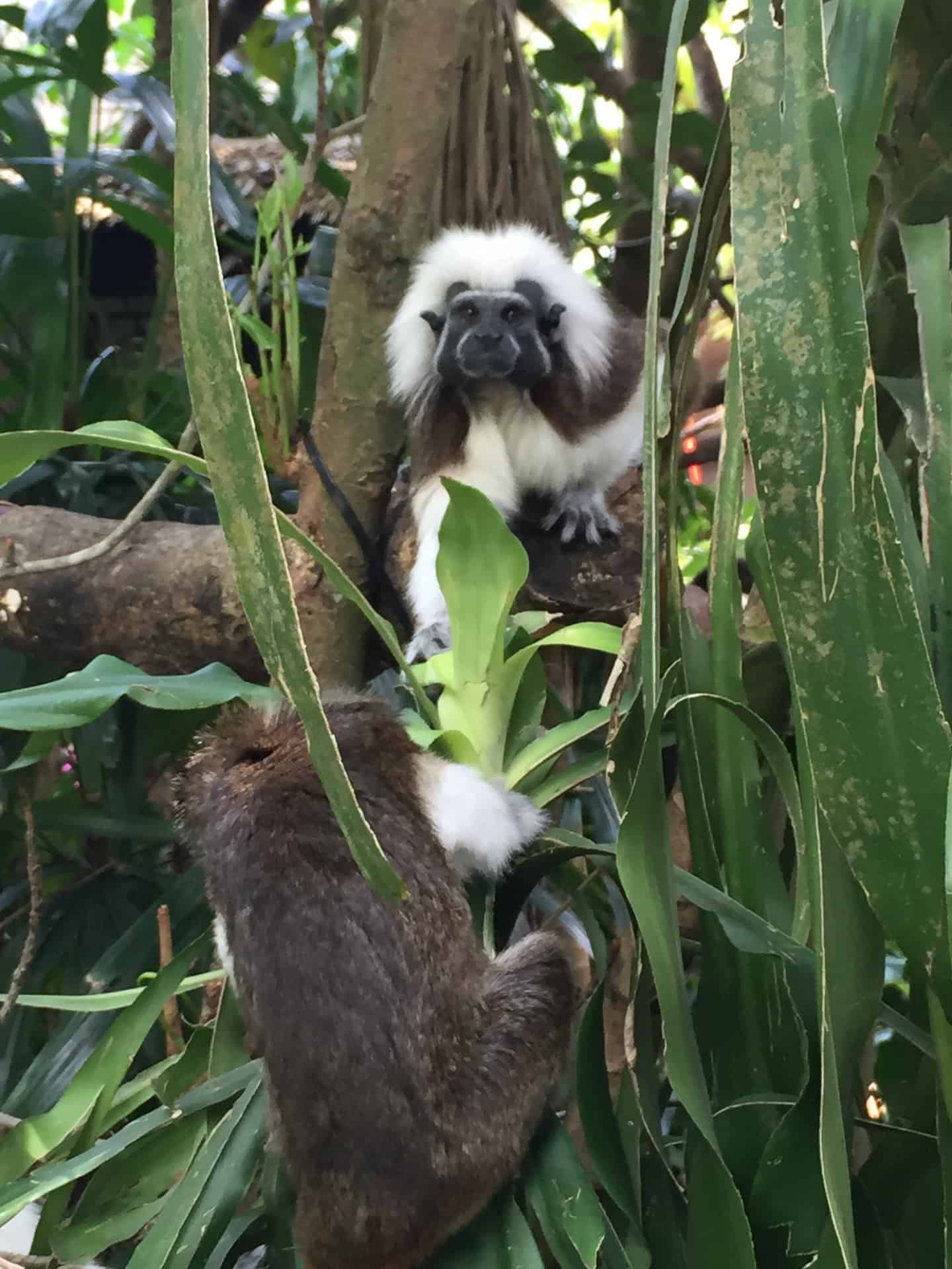 Monkey at Singapore Zoo